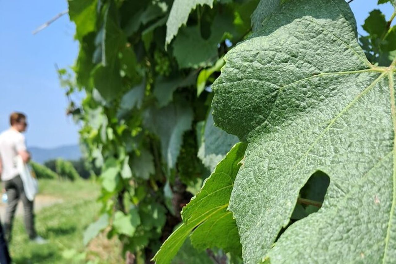 Lago d'Iseo & Cantina Franciacorta. Scenic & Wine Tasting tour — 4