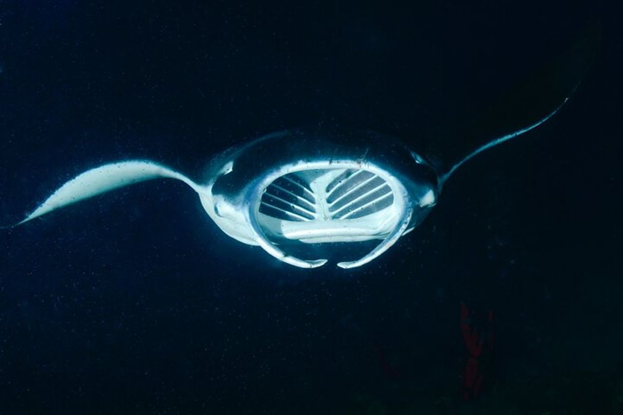Manta Magic: Snorkeling notturno per piccoli gruppi a Kailua Kona — 3
