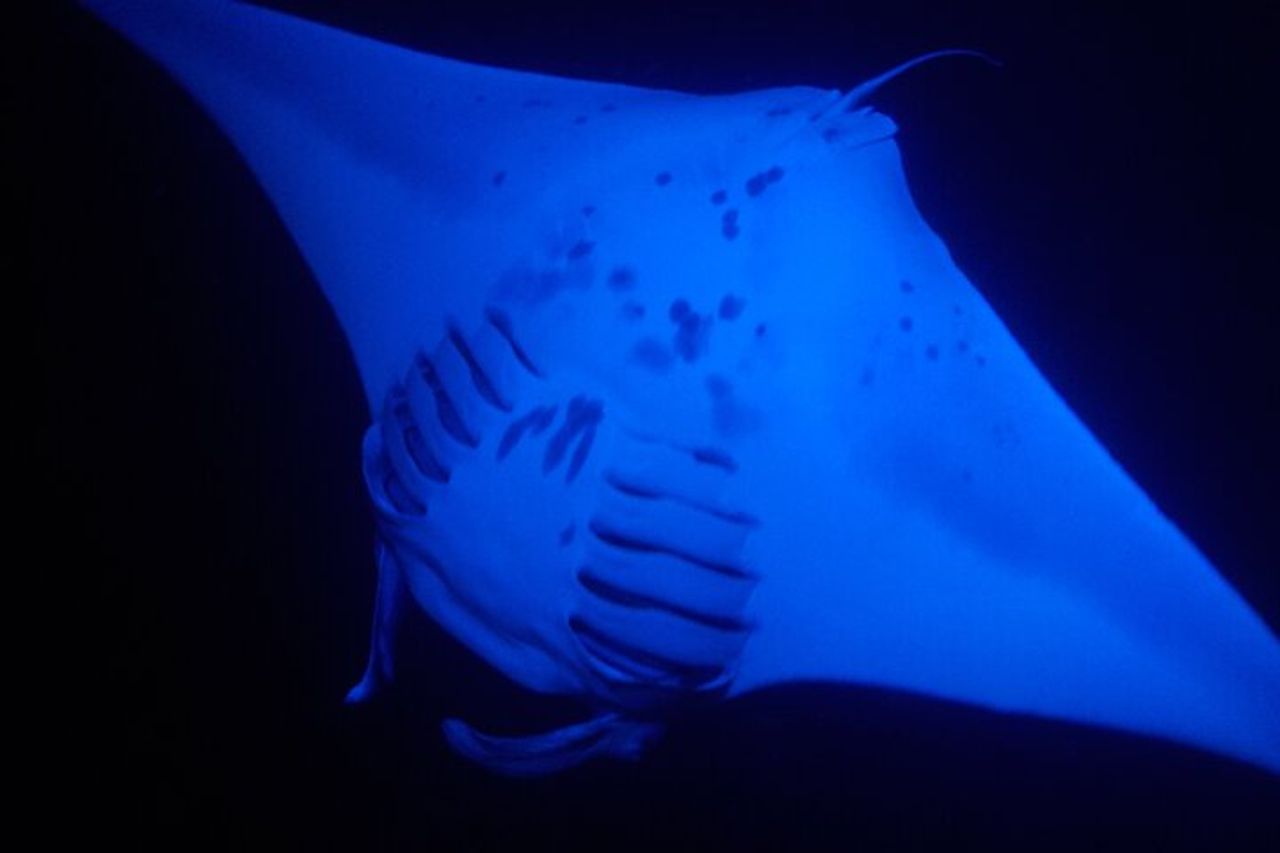 Manta Magic: Snorkeling notturno per piccoli gruppi a Kailua Kona — 5
