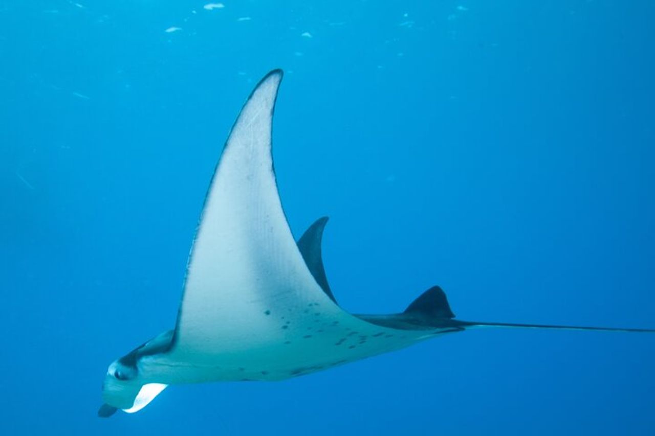 Manta Magic: Snorkeling notturno per piccoli gruppi a Kailua Kona — 6