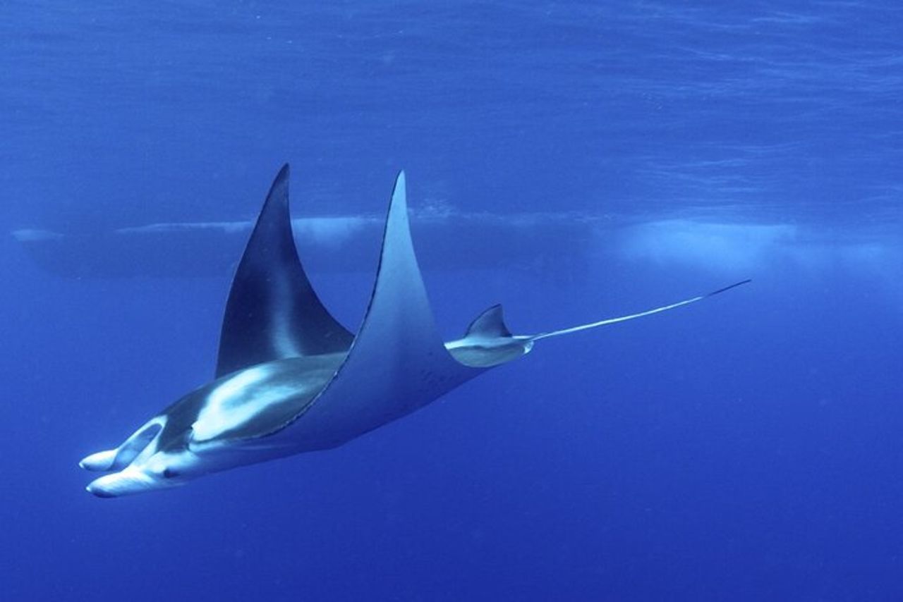 Manta Magic: Snorkeling notturno per piccoli gruppi a Kailua Kona — 7