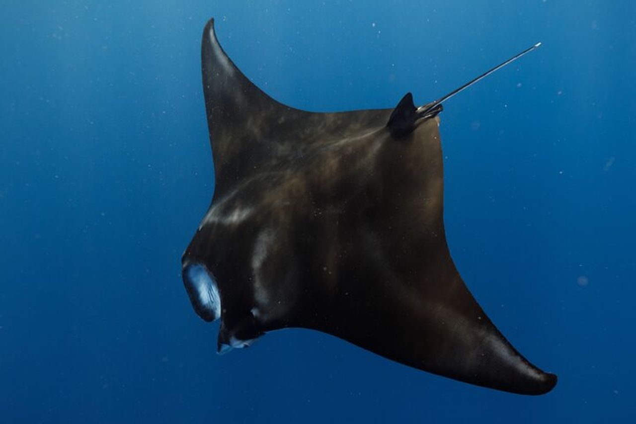 Manta Magic: Snorkeling notturno per piccoli gruppi a Kailua Kona — 8