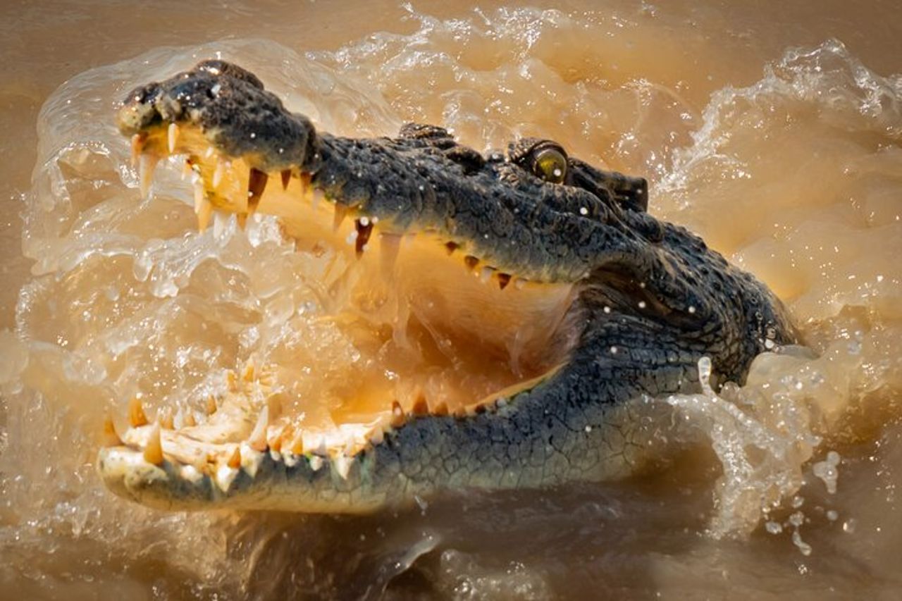 Darwin : Coccodrilli saltellanti e pesca a terra Barramundi — 3