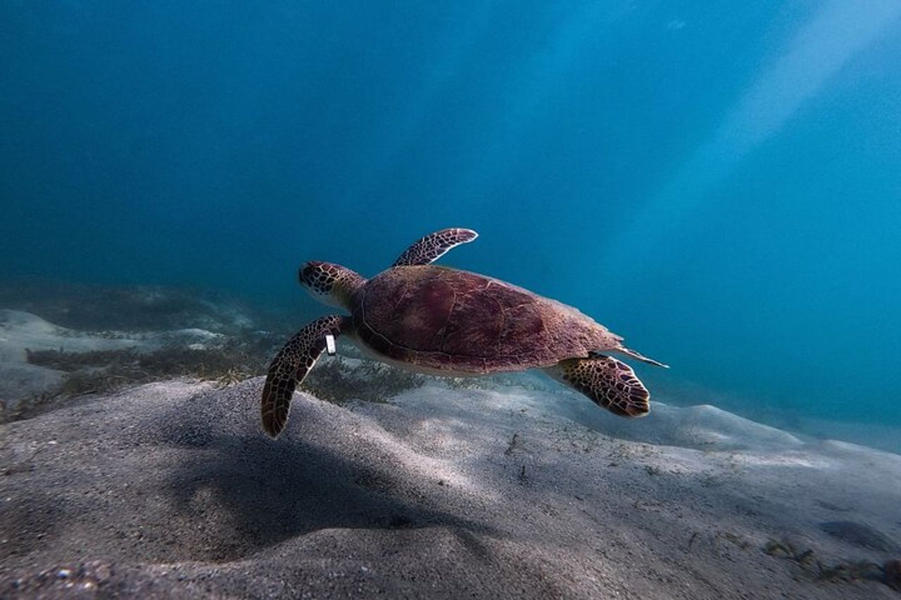 San Juan : Snorkeling con tartarughe e video gratuiti — 9