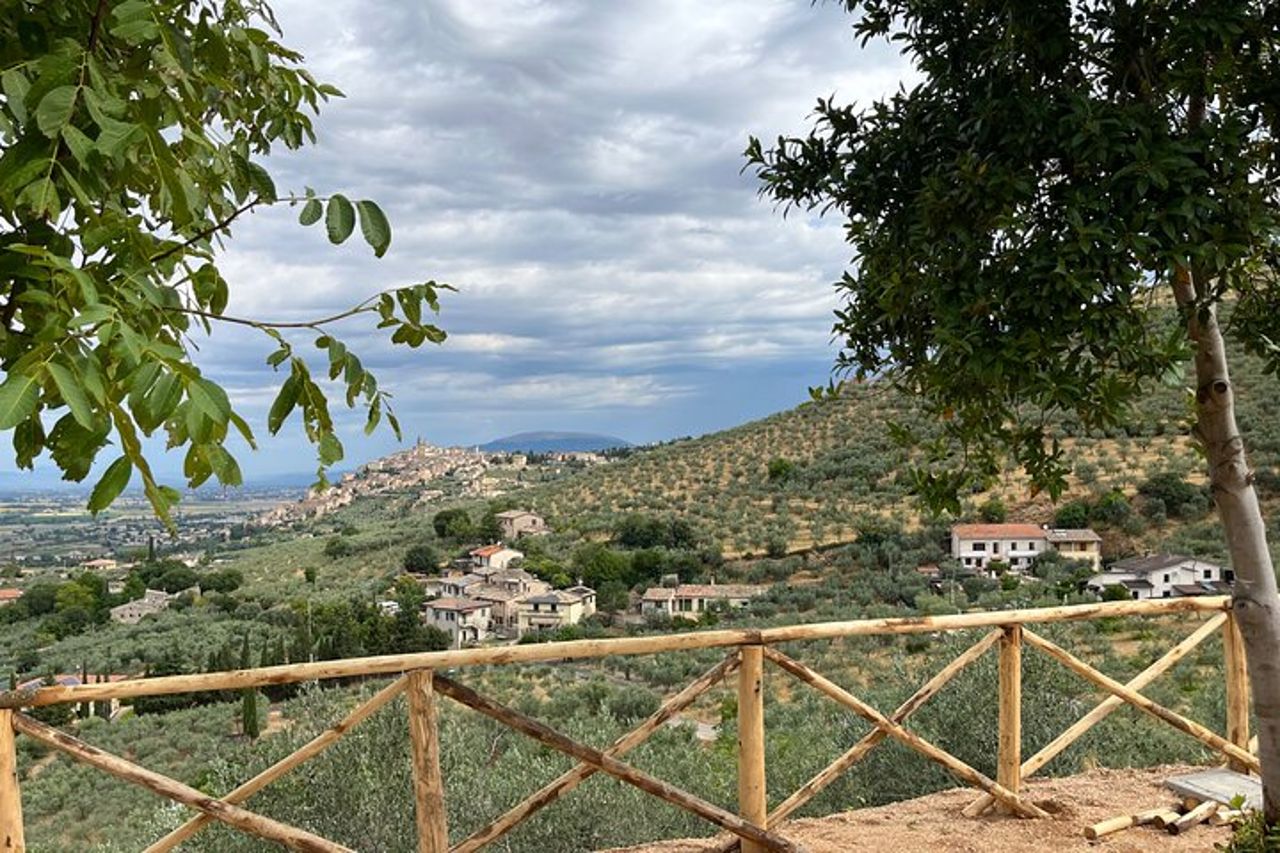 Visita oliveti e frantoio con degustazione olio a Trevi in Umbria — 2