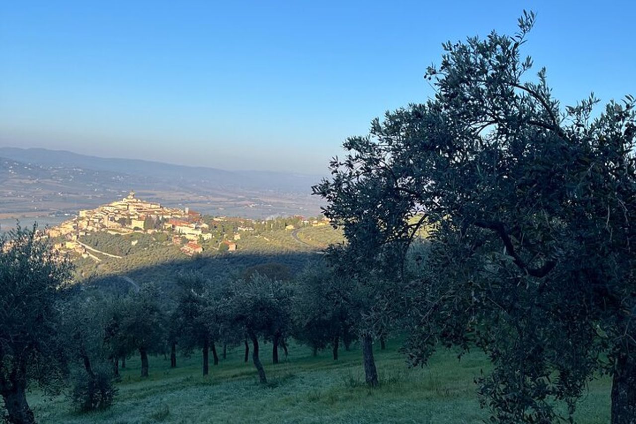 Visita oliveti e frantoio con degustazione olio a Trevi in Umbria — 6