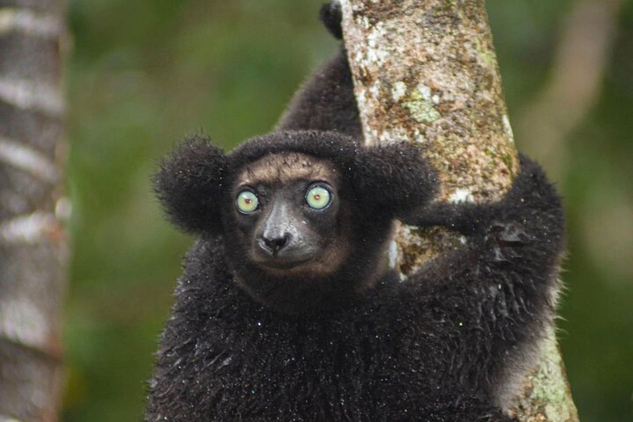 Escursione di 8 giorni Madagascar Oriental Wildlife e Natura — 2