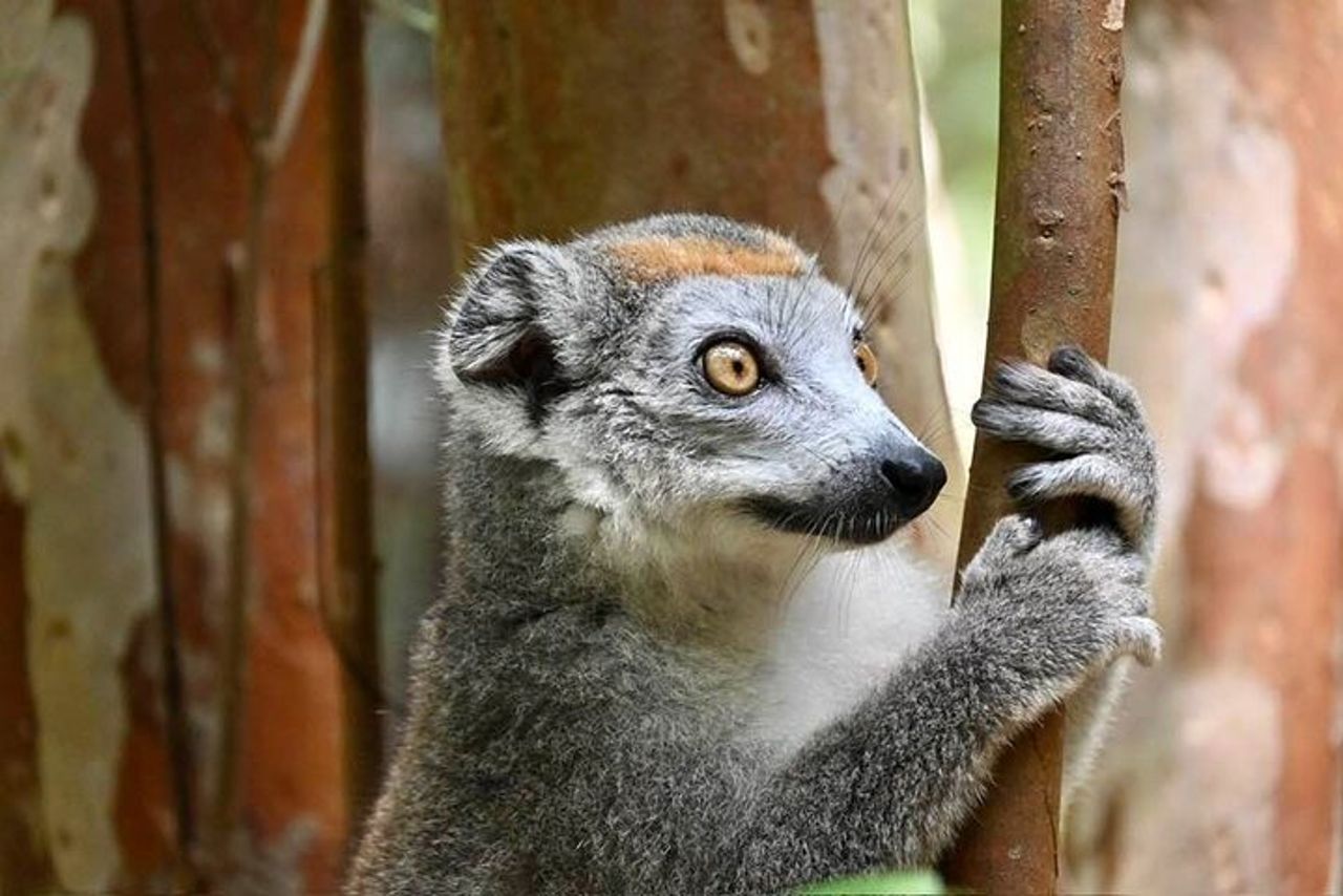 Escursione di 8 giorni Madagascar Oriental Wildlife e Natura — 4