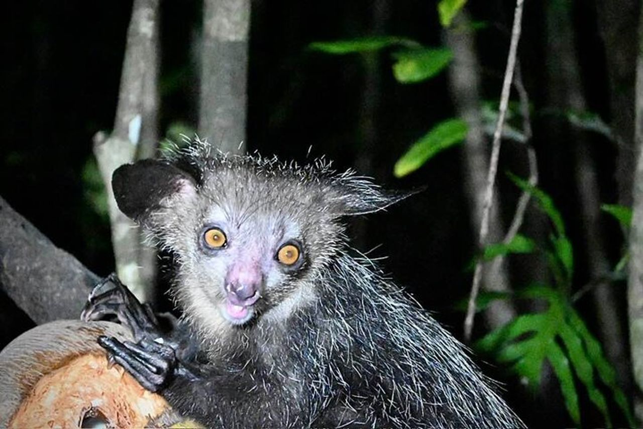 Escursione di 8 giorni Madagascar Oriental Wildlife e Natura — 3