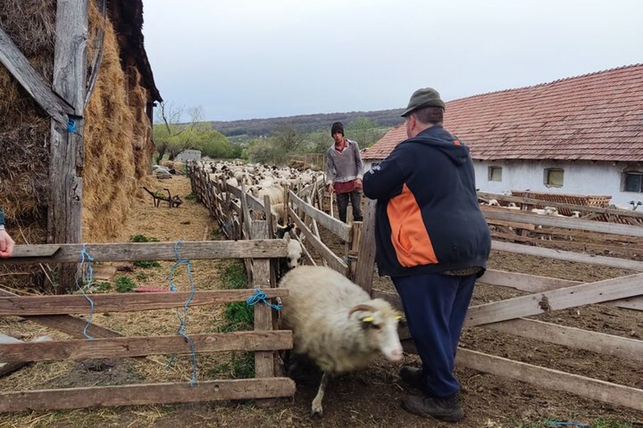Sibiu > Chiese fortificate, vita contadina e tour in carrozza — 6