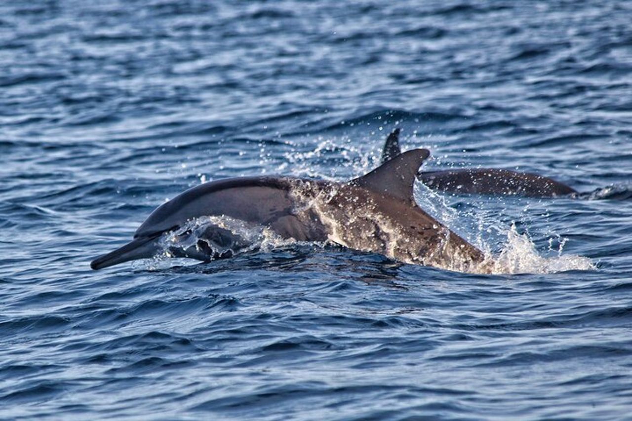 Lovina Family Adventure Dolphins, Alba e Snorkeling — 6