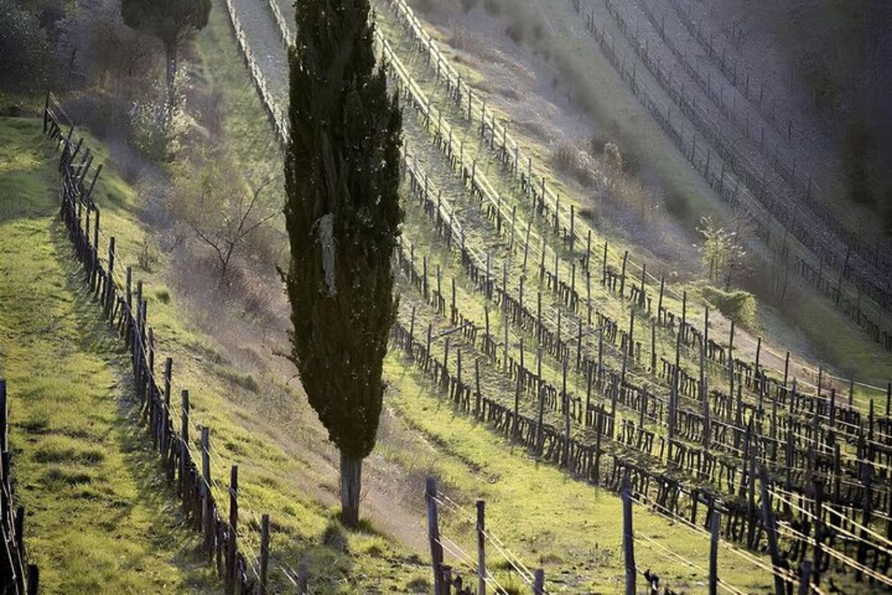 Noleggio Vespa intera giornata da Castellina in Chianti — 7