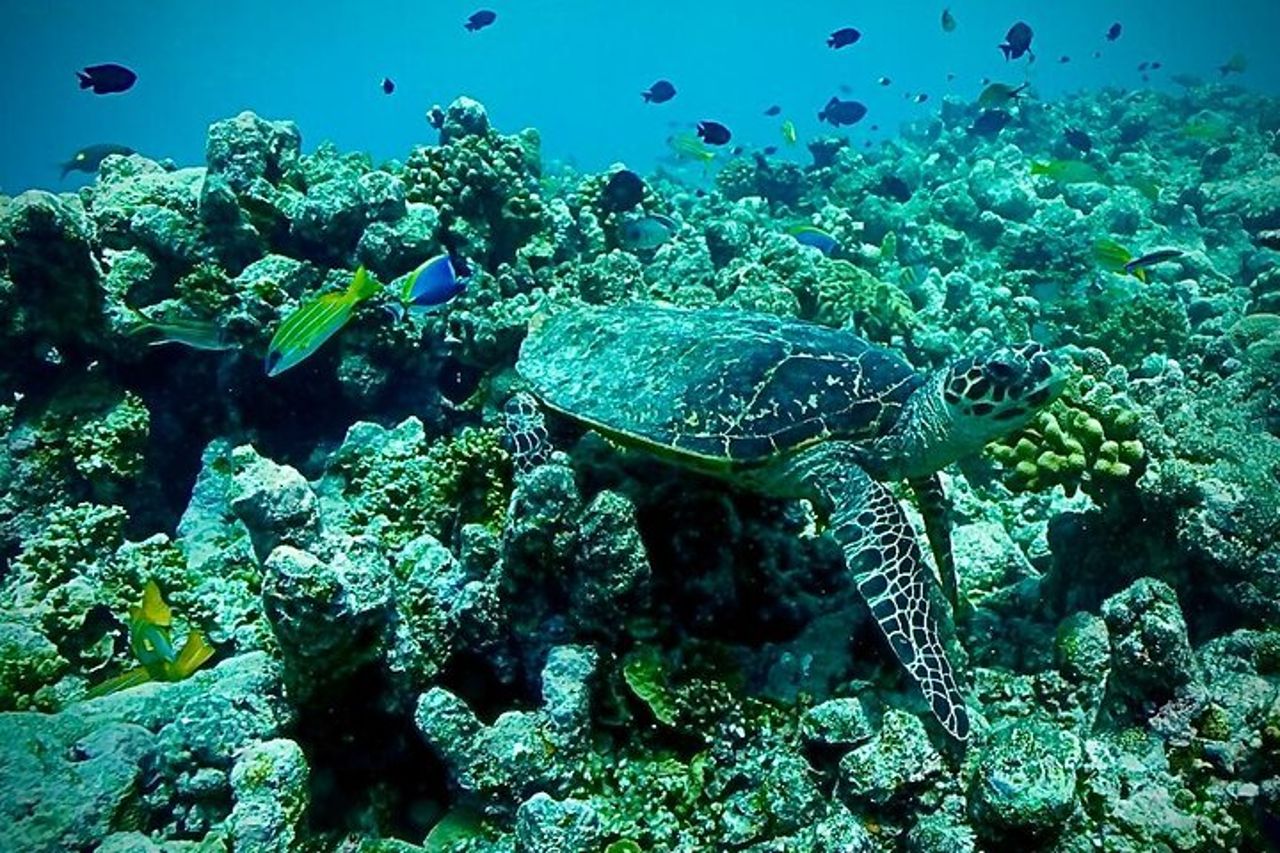 4 - Esperienza locale guidata delle Maldive notturne dall'aeroporto di Male' — 2