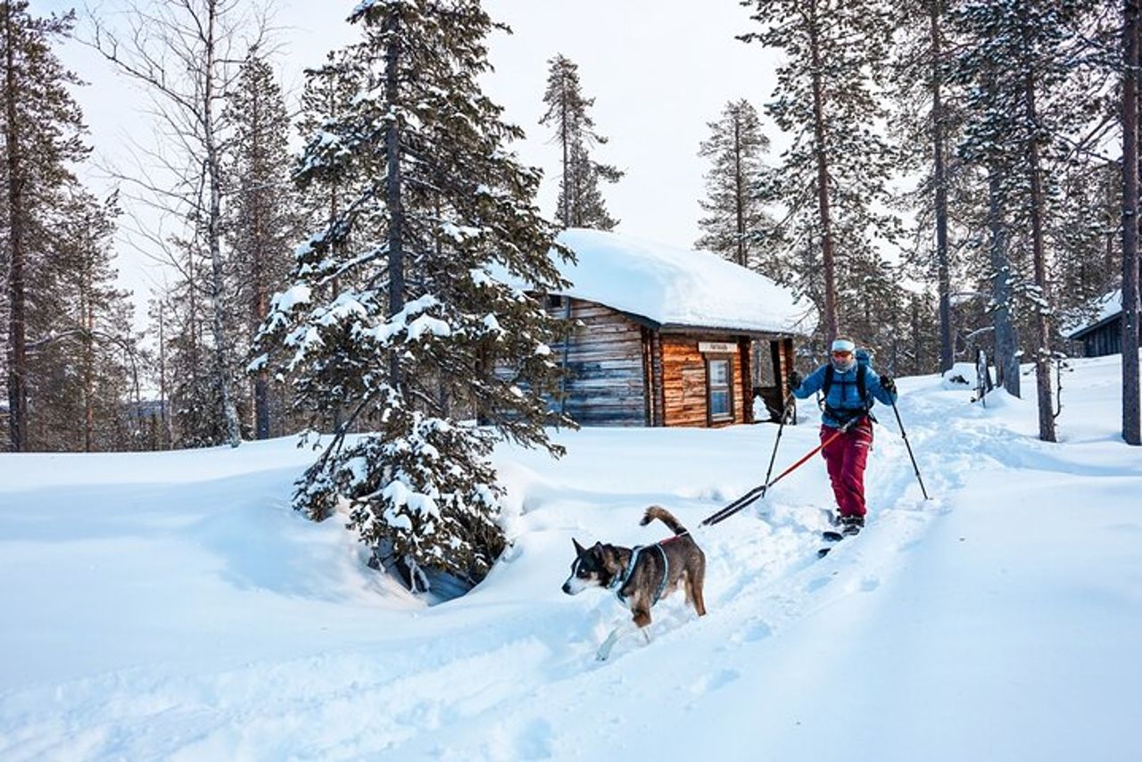 Esplora i sentieri artici della Lapponia, 1 : 1 con il tuo Alaskan Husky