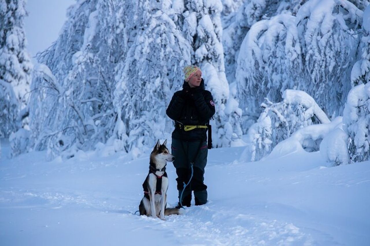 Esplora i sentieri artici della Lapponia, 1 : 1 con il tuo Alaskan Husky — 2