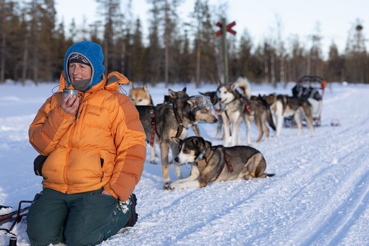 Esplora i sentieri artici della Lapponia, 1 : 1 con il tuo Alaskan Husky — 4