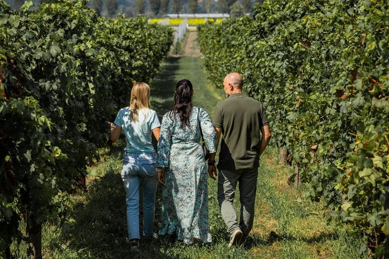 Da Abano e Montegrotto: Wine Tour sui Colli Euganei — 4