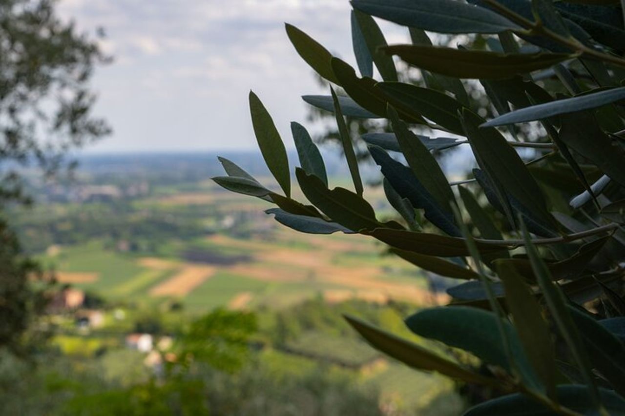 Da Abano e Montegrotto: Wine Tour sui Colli Euganei — 8
