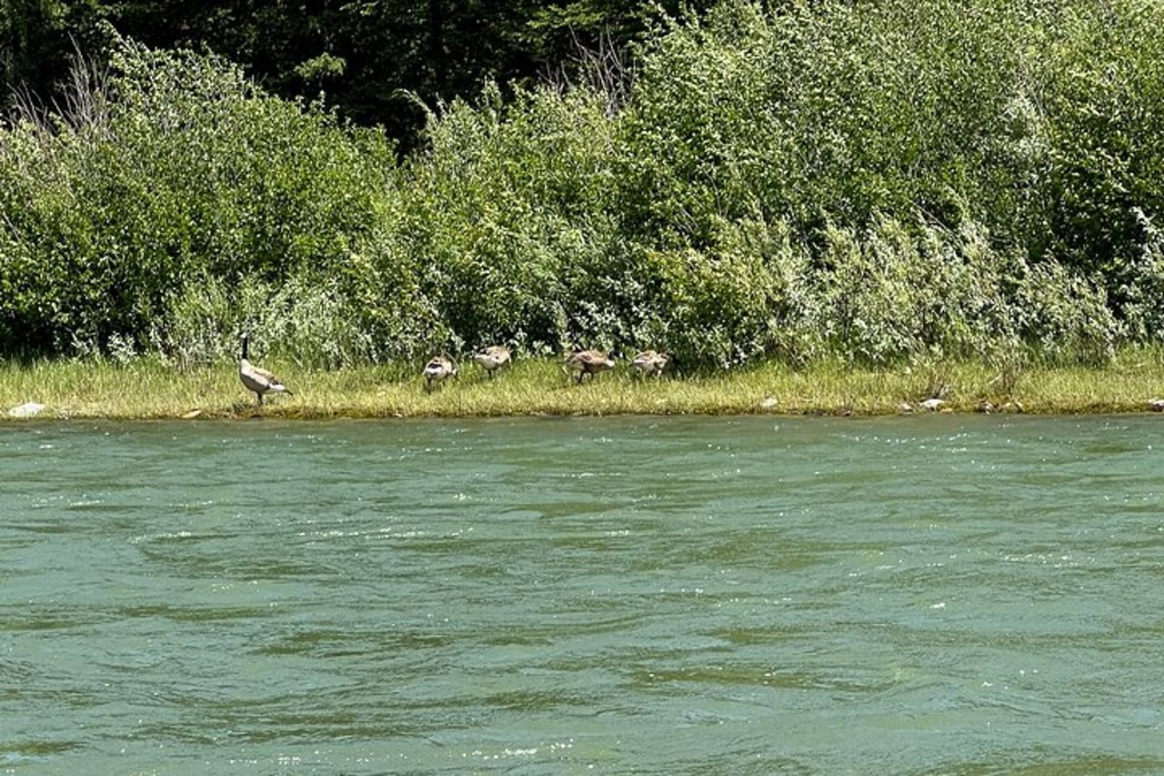 Gita panoramica galleggiante sul fiume Snake nel Parco Nazionale Grand Teton — 7