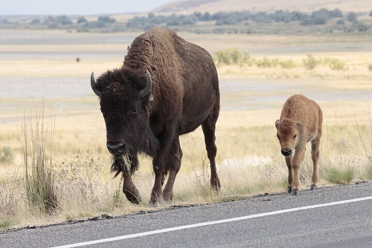 Tour privato del parco statale di Antelope Island — 4
