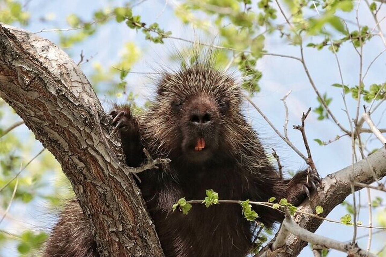 Tour privato del parco statale di Antelope Island — 7