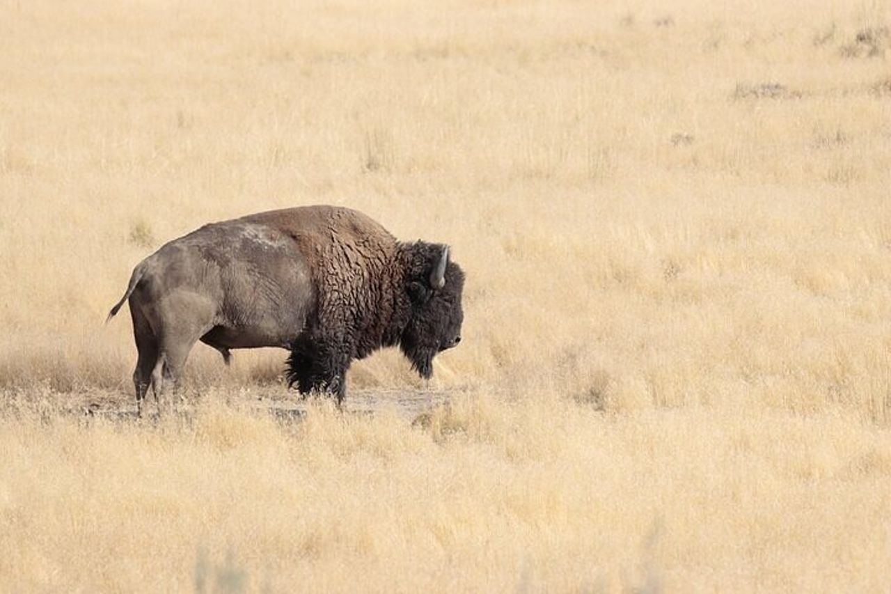 Tour privato del parco statale di Antelope Island