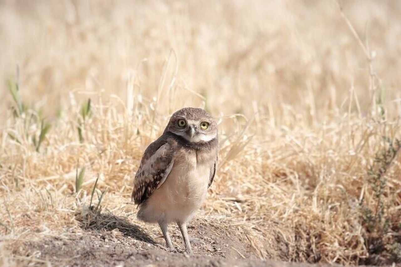 Tour privato del parco statale di Antelope Island — 8
