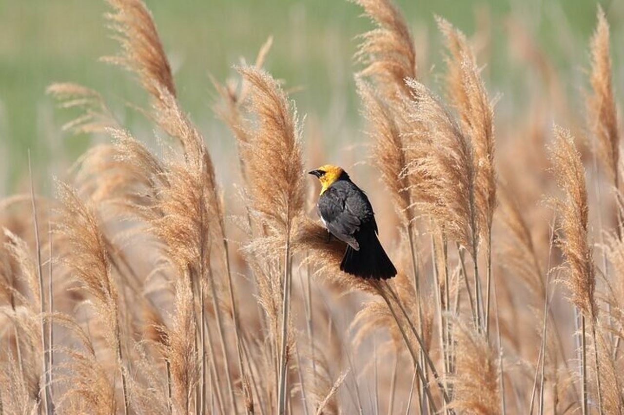 Tour privato del parco statale di Antelope Island — 5