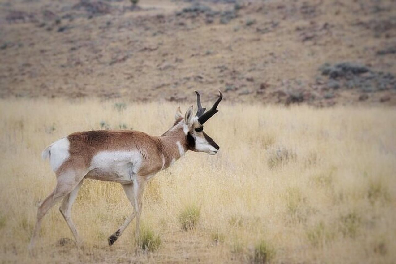 Tour privato del parco statale di Antelope Island — 2