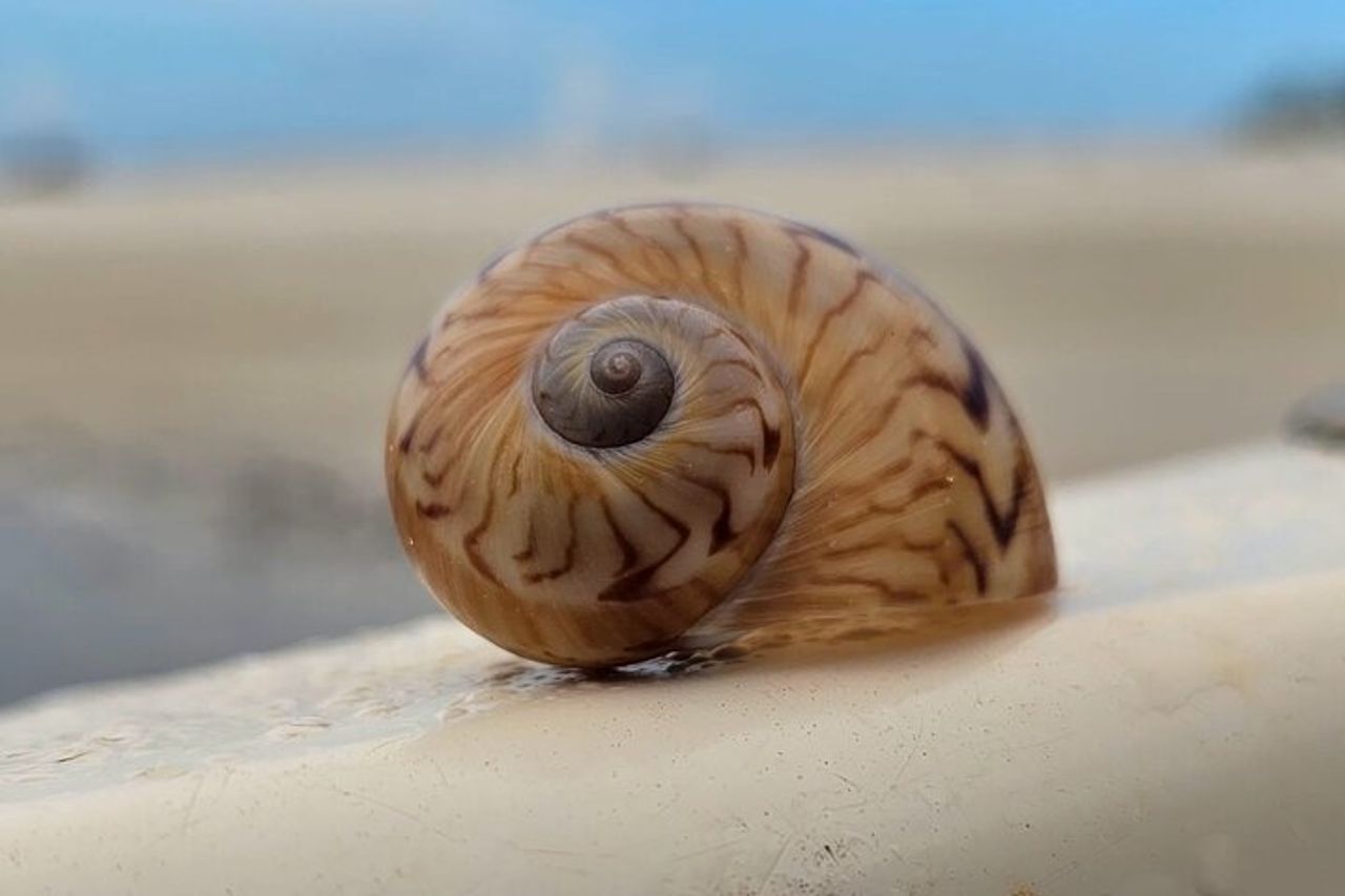 Napoli Keewaydin Tour dei delfini e della spiaggia — 3