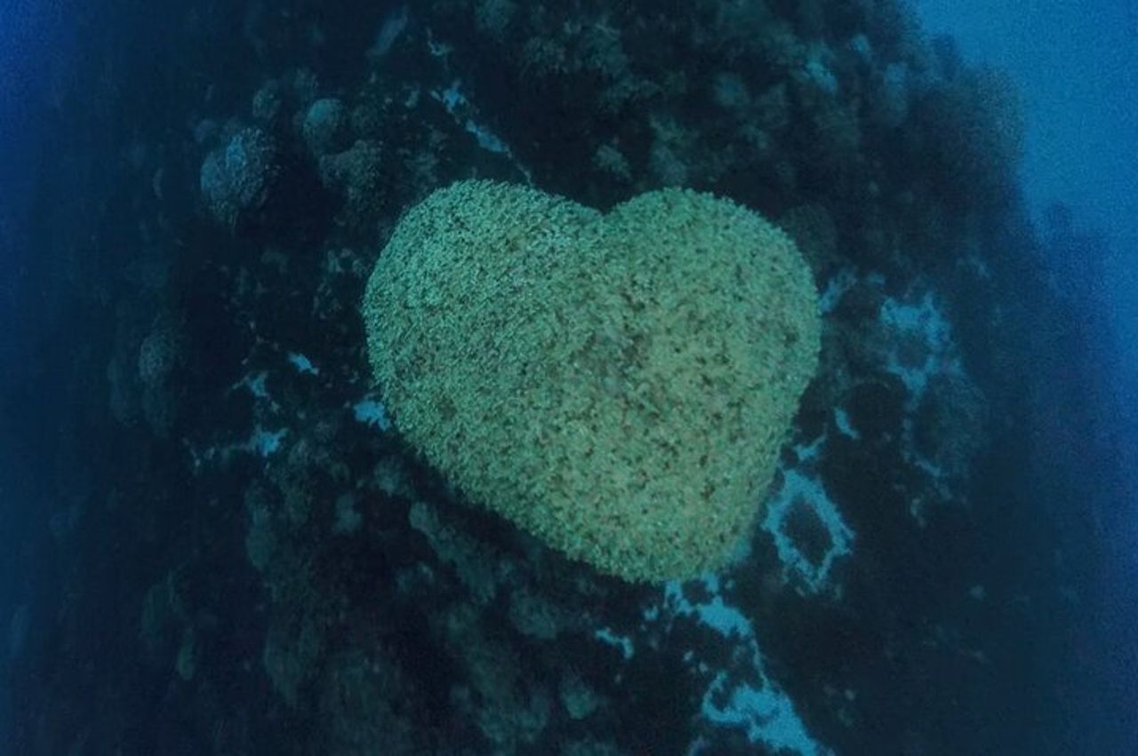 Isola di Pasqua Snorkeling sulle barriere coralline — 7