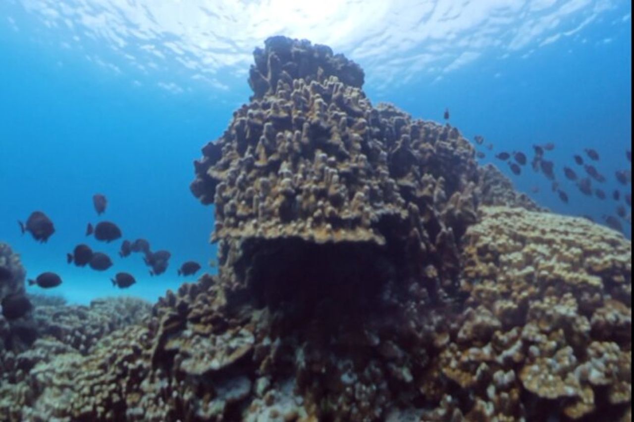 Isola di Pasqua Snorkeling sulle barriere coralline — 9