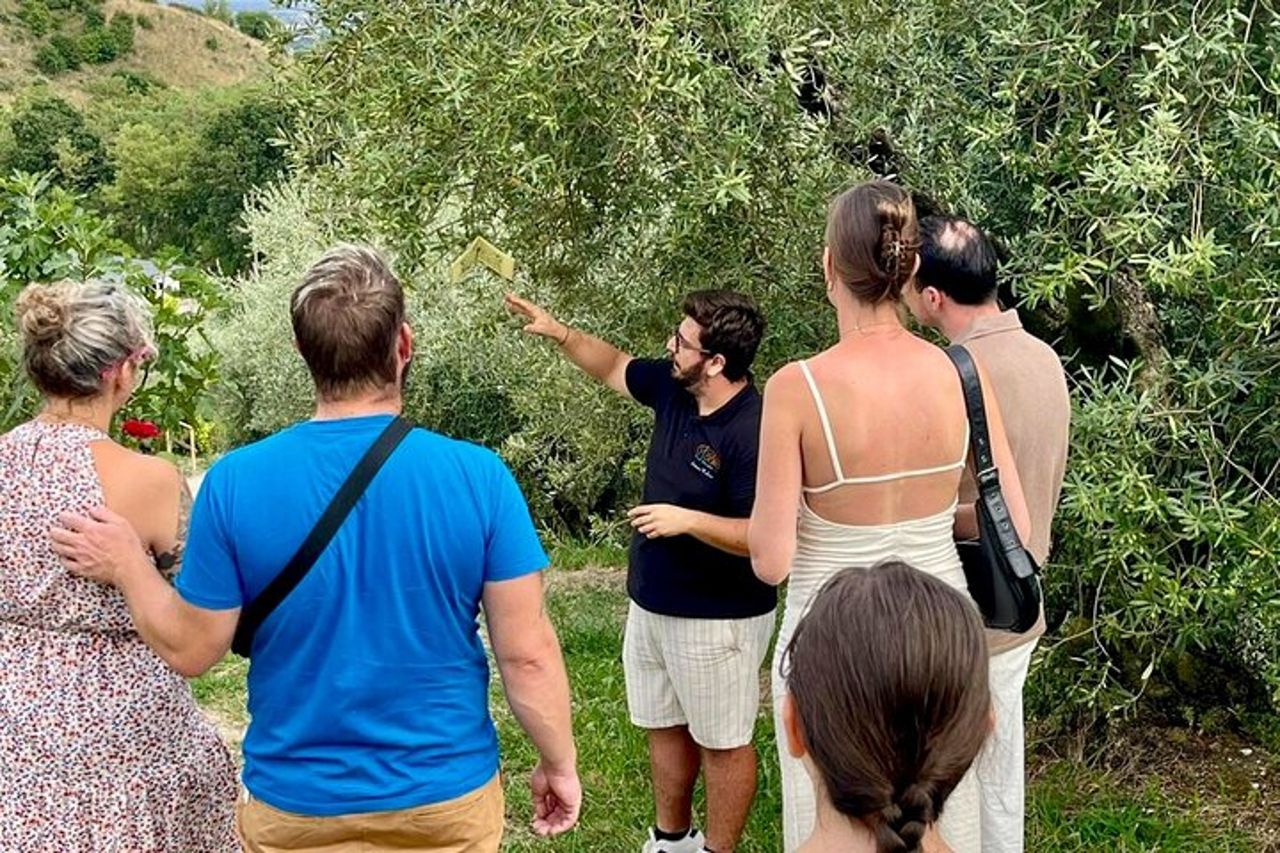 Tour dell'olio d'oliva del Lago di Garda e degustazione con vista panoramica