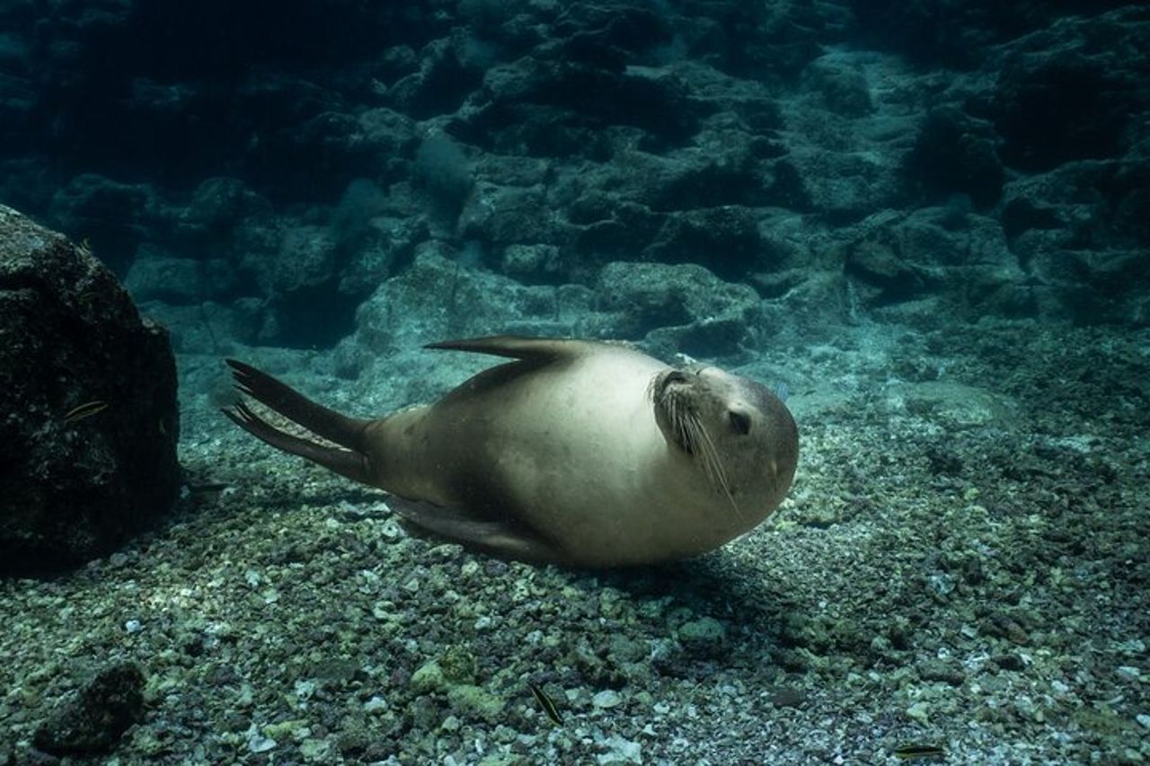 Fare snorkeling con i leoni marini sull'isola di Espíritu Santo — 2