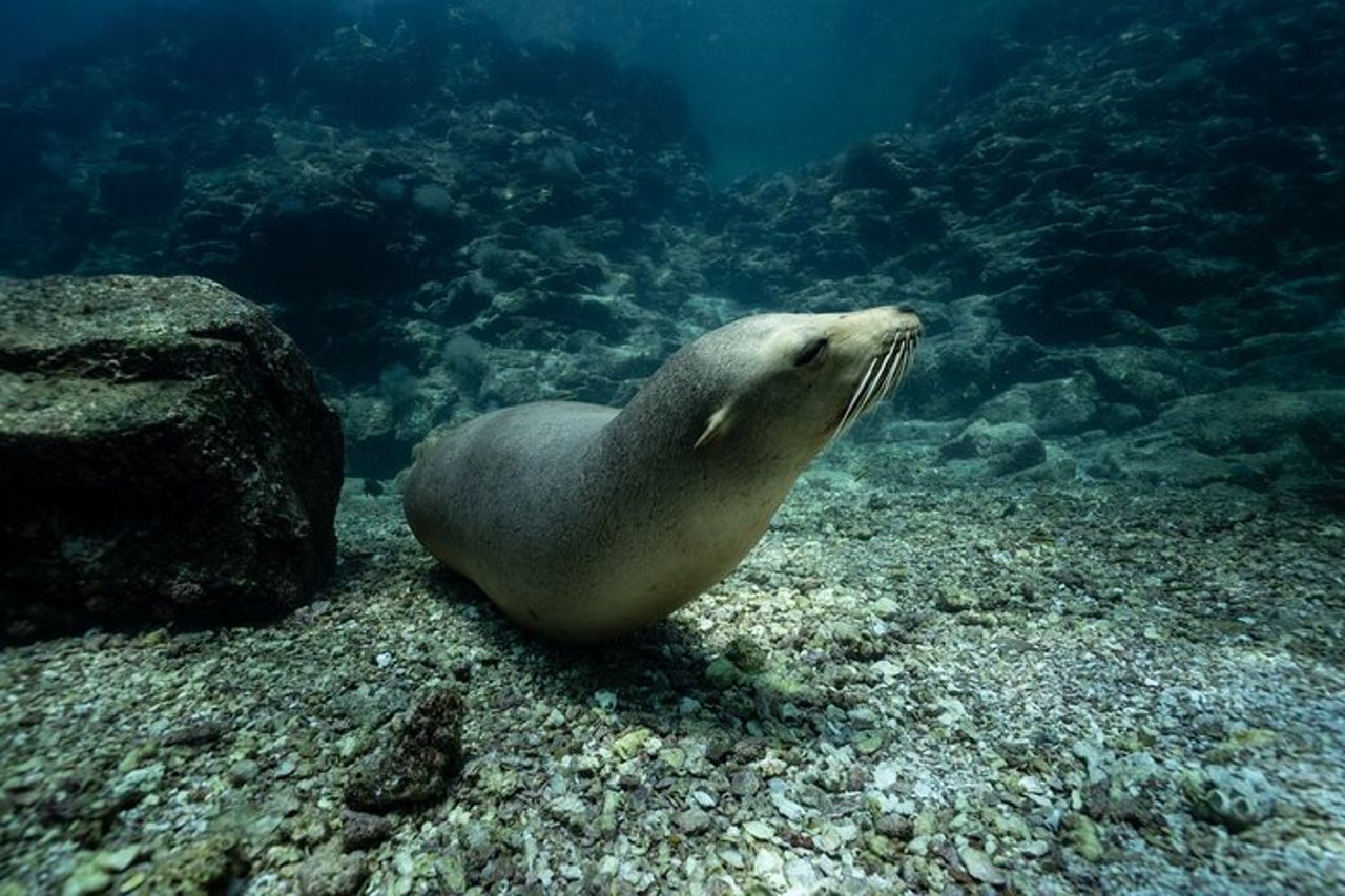 Fare snorkeling con i leoni marini sull'isola di Espíritu Santo — 5