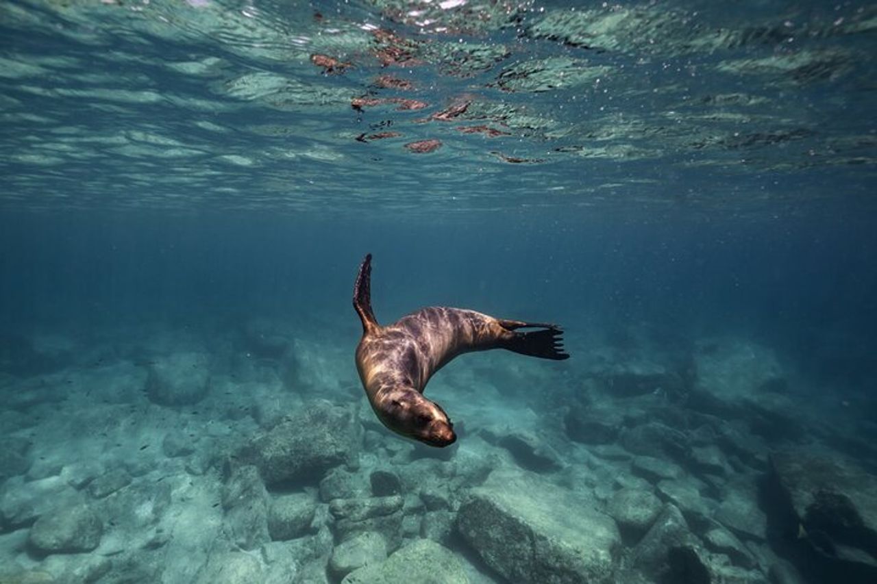 Fare snorkeling con i leoni marini sull'isola di Espíritu Santo