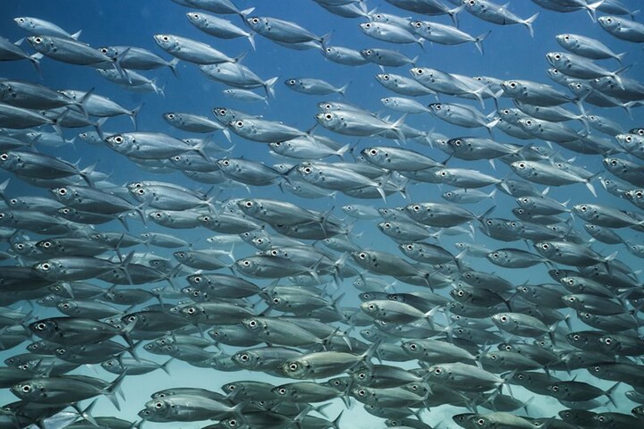 Fare snorkeling con i leoni marini sull'isola di Espíritu Santo — 8