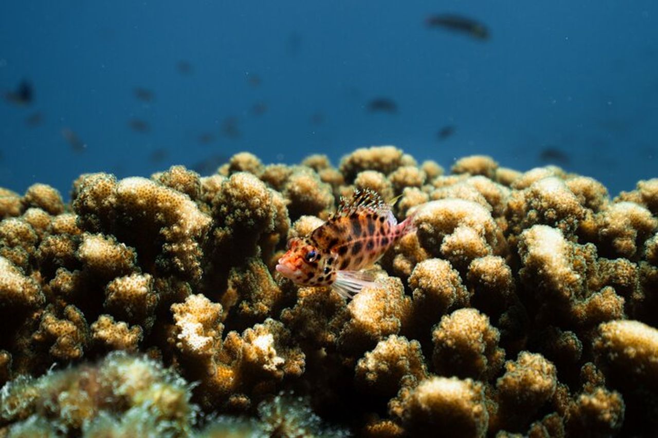 Fare snorkeling con i leoni marini sull'isola di Espíritu Santo — 7