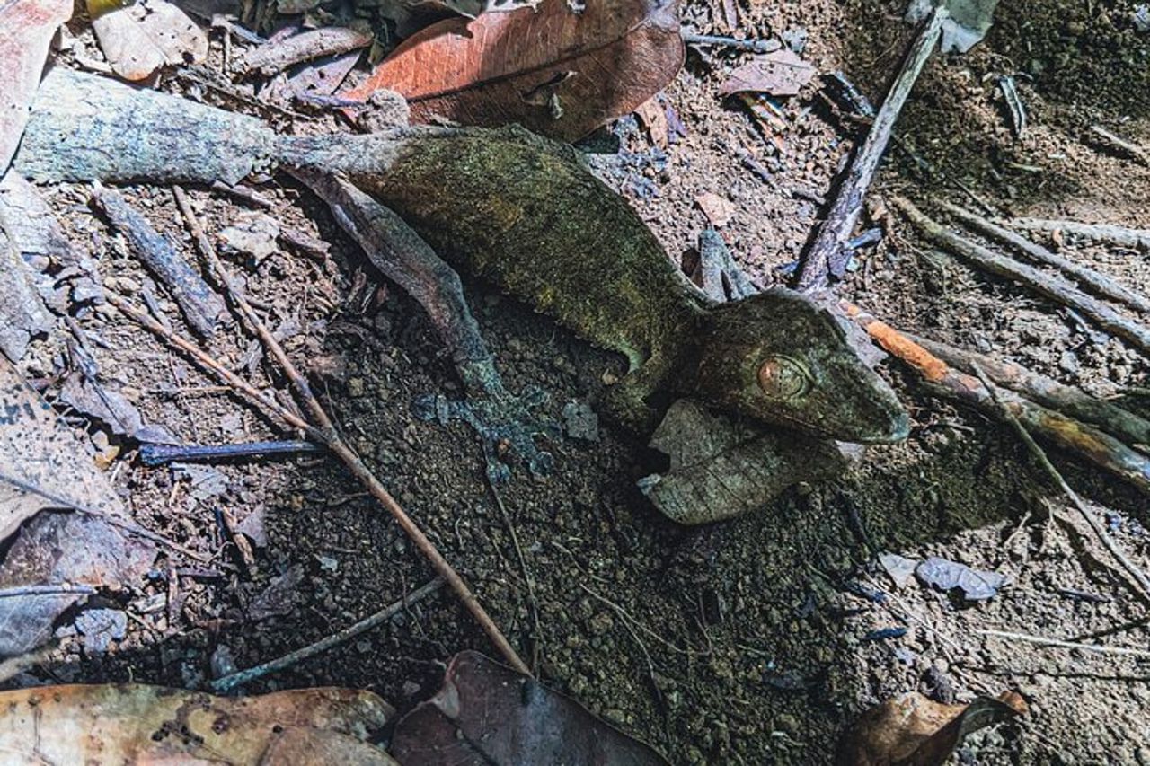 Tour di Lokobe: Piroga, Foresta dei Lemuri e Pranzo Malgascio — 4