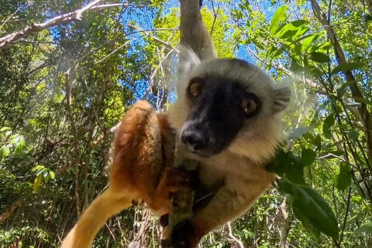 Tour di Lokobe: Piroga, Foresta dei Lemuri e Pranzo Malgascio — 5