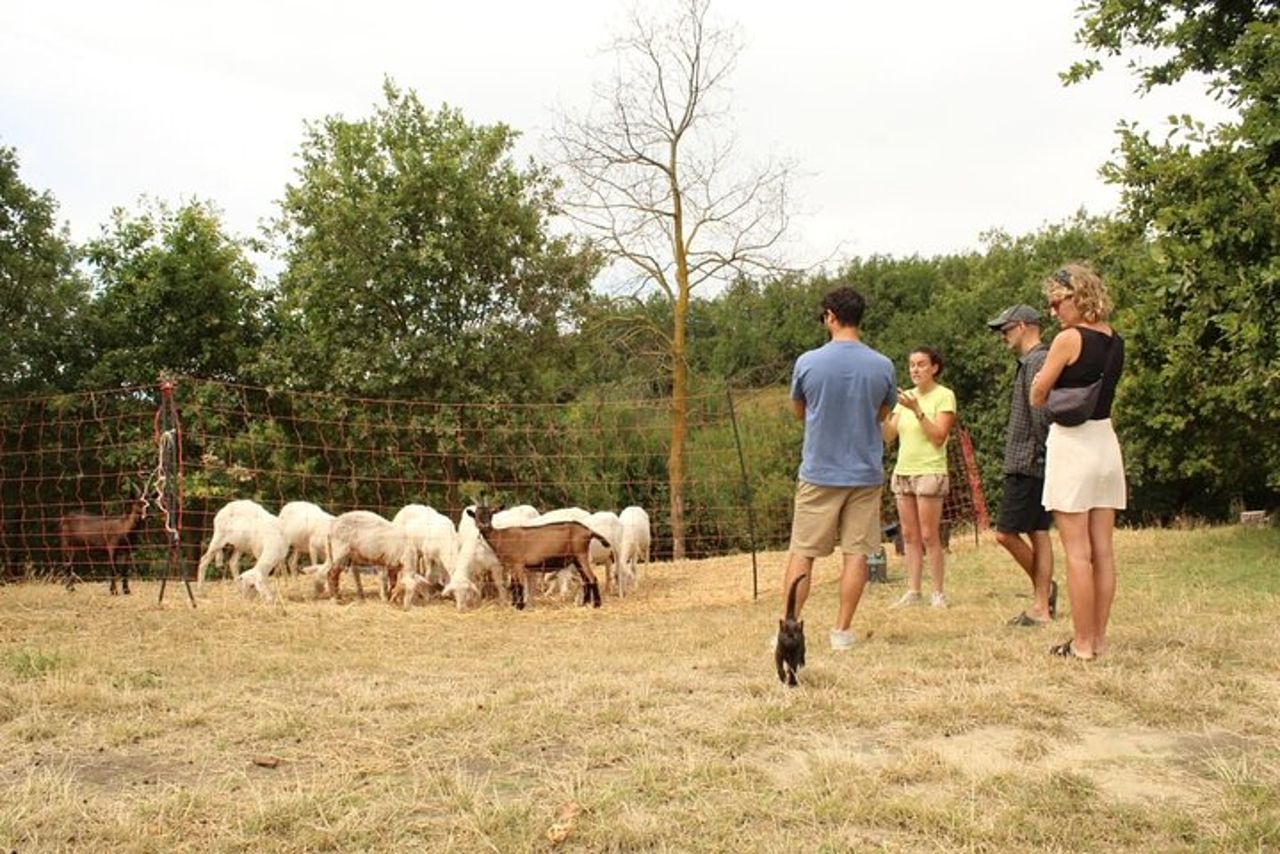 Cheese & wine tour in Piedmont with tasting and lunch on a farm. — 2