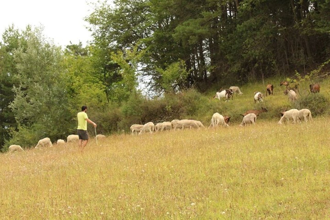 Cheese & wine tour in Piedmont with tasting and lunch on a farm. — 6