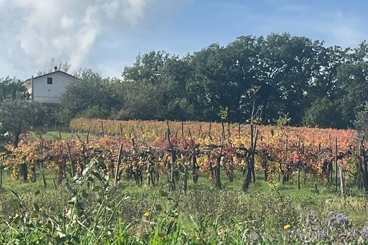 Tour privato dell'esperienza del vino e dei sapori dell'Irpinia da Napoli