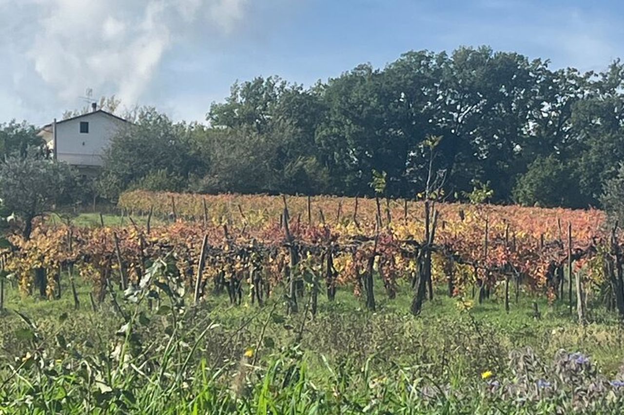 Tour privato dell'esperienza del vino e dei sapori dell'Irpinia da Positano