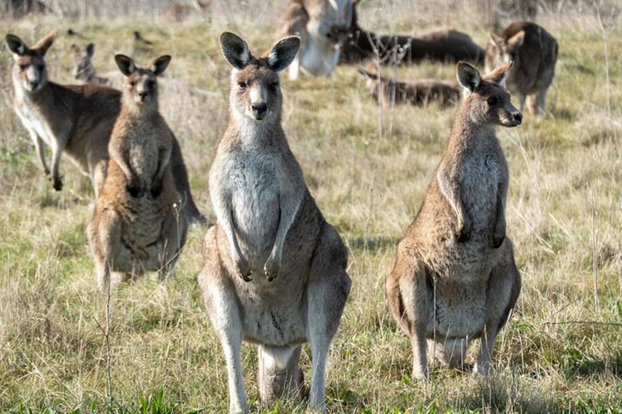 Gita di un giorno a Canberra da Sydney — 7