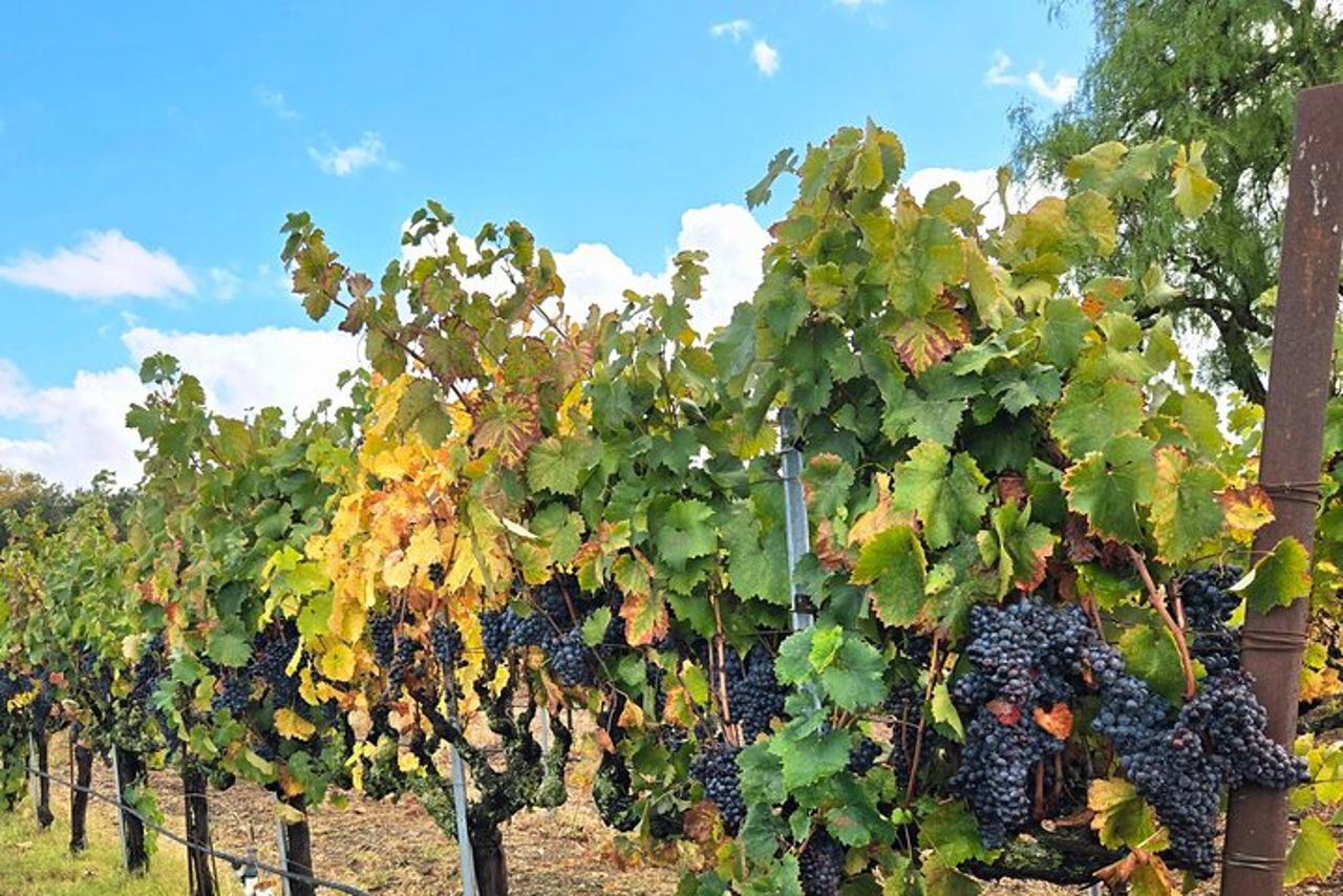 Sideways Movie Wine Trail: un tour di guida autonoma — 3