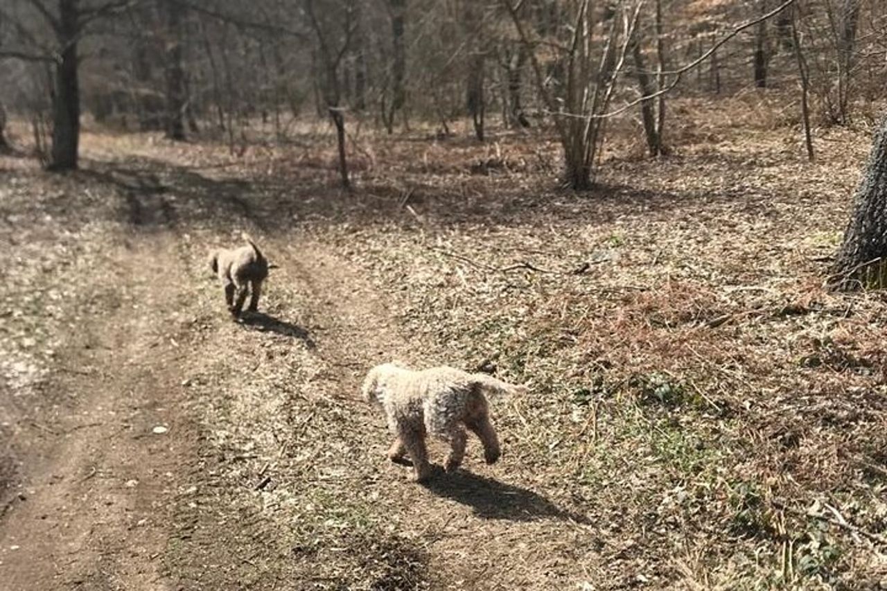 Tour privato in Irpinia con caccia al tartufo e degustazione di vini — 7