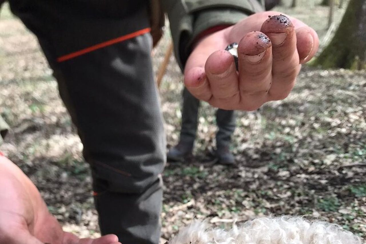Tour privato in Irpinia con caccia al tartufo e degustazione di vini — 8