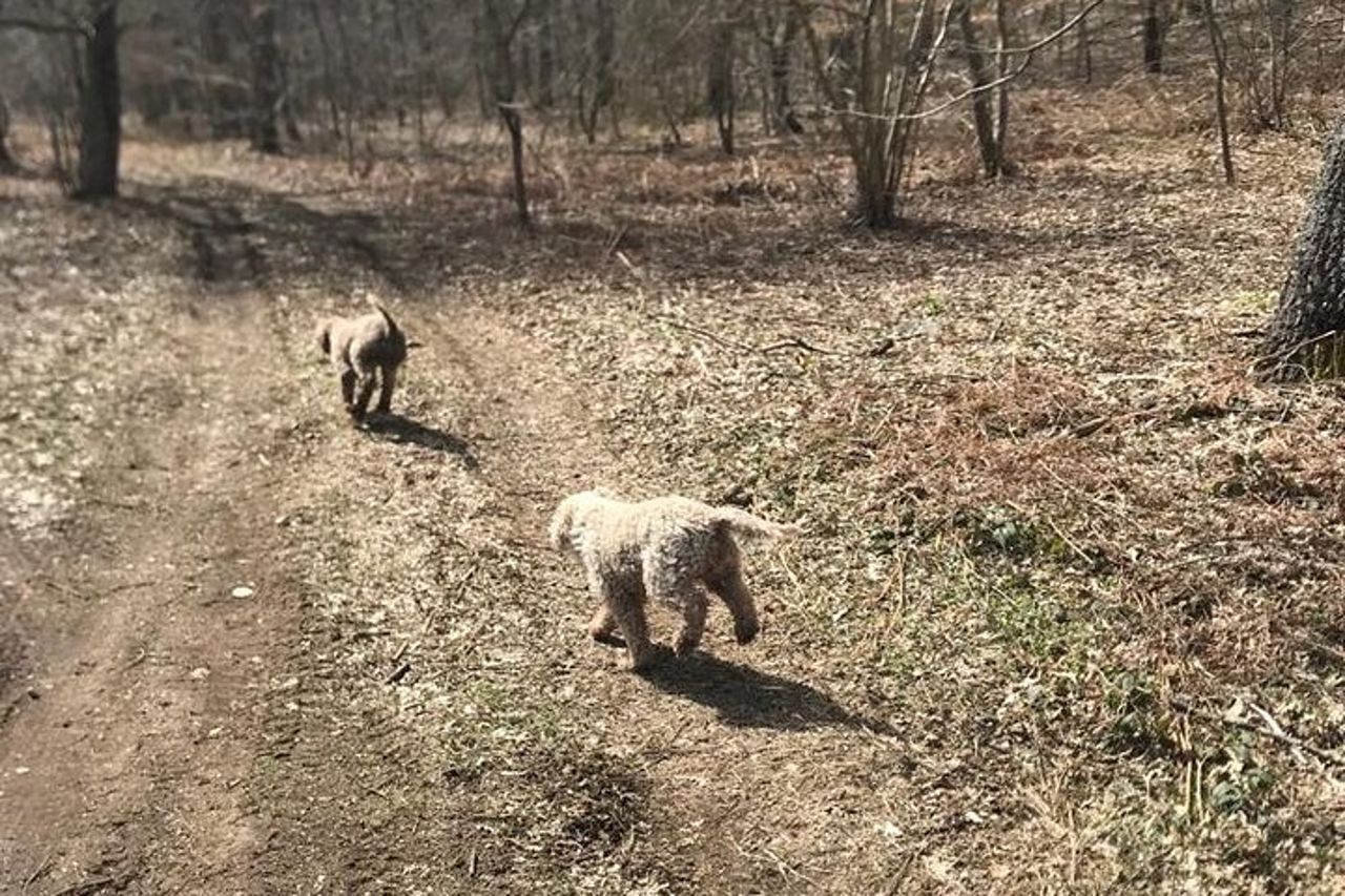 Caccia al Tartufo e Degustazione di Vini in Irpinia — 7