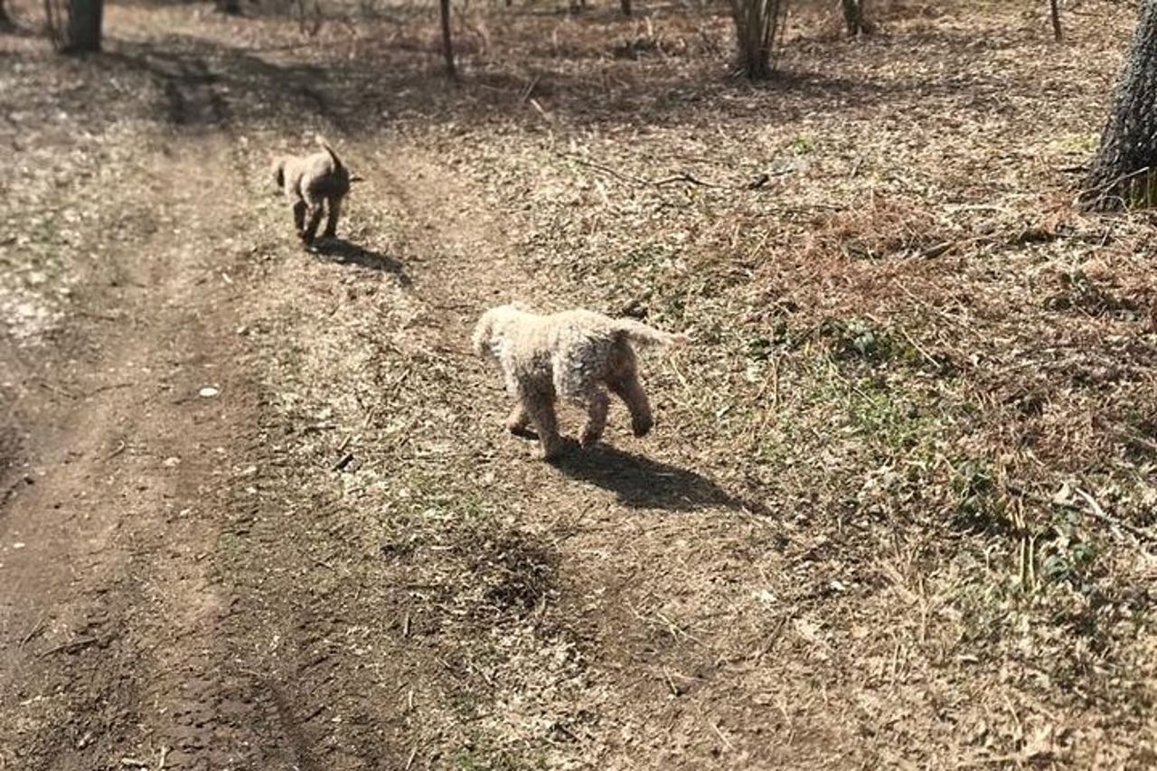 Caccia al tartufo e degustazione di vini in Irpinia Tour — 7
